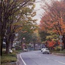 並木通り