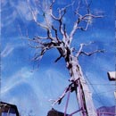尾掛松
